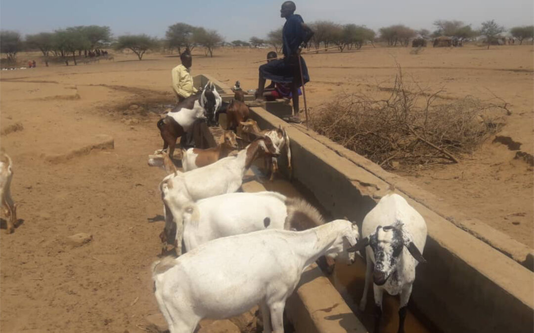 Viehtränke für die Massai